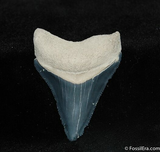 Bone Valley Megalodon Tooth #534